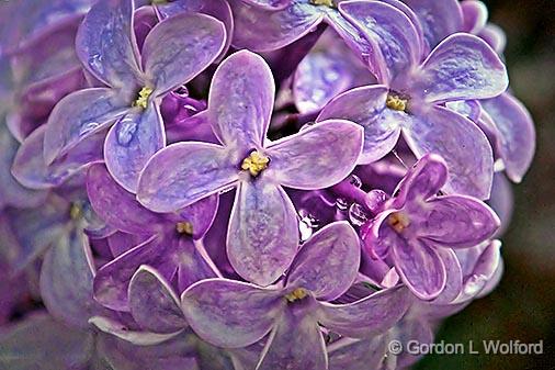 Lilac Closeup_DSCF02848-9.jpg - Photographed at Smiths Falls, Ontario, Canada.